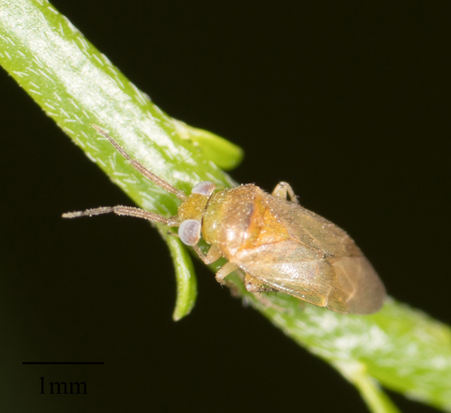 Rhinacloa callicrates
