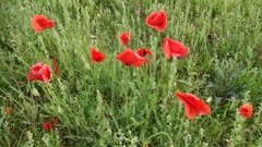 Papaver rhoeas