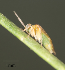 Rhinacloa callicrates