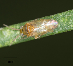 Rhinacloa callicrates