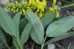 Peronospora meliloti
