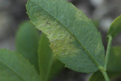 Peronospora meliloti