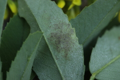 Peronospora meliloti