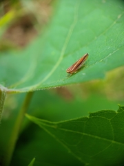 Idiodonus kennicotti