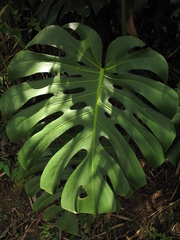 Monstera deliciosa