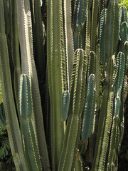 Cereus hexagonus