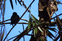 Thalurania furcata