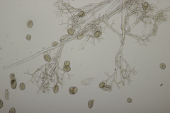 Peronospora meliloti