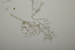 Peronospora meliloti