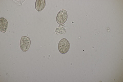 Peronospora meliloti