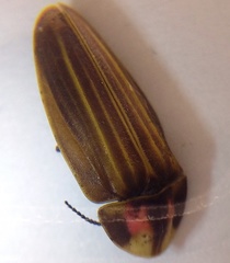 Aspisomoides bilineatum