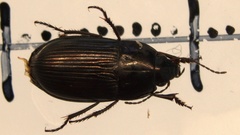 Amara lunicollis