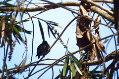 Thalurania furcata