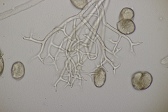 Peronospora meliloti
