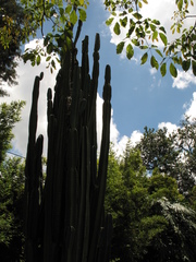 Cereus hexagonus