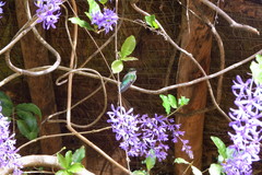 Thalurania furcata