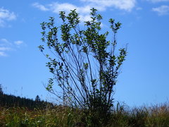 Lonicera involucrata