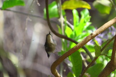 Thalurania furcata
