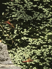 Sympetrum illotum