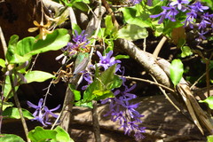 Thalurania furcata