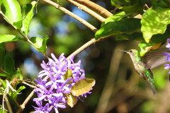 Thalurania furcata