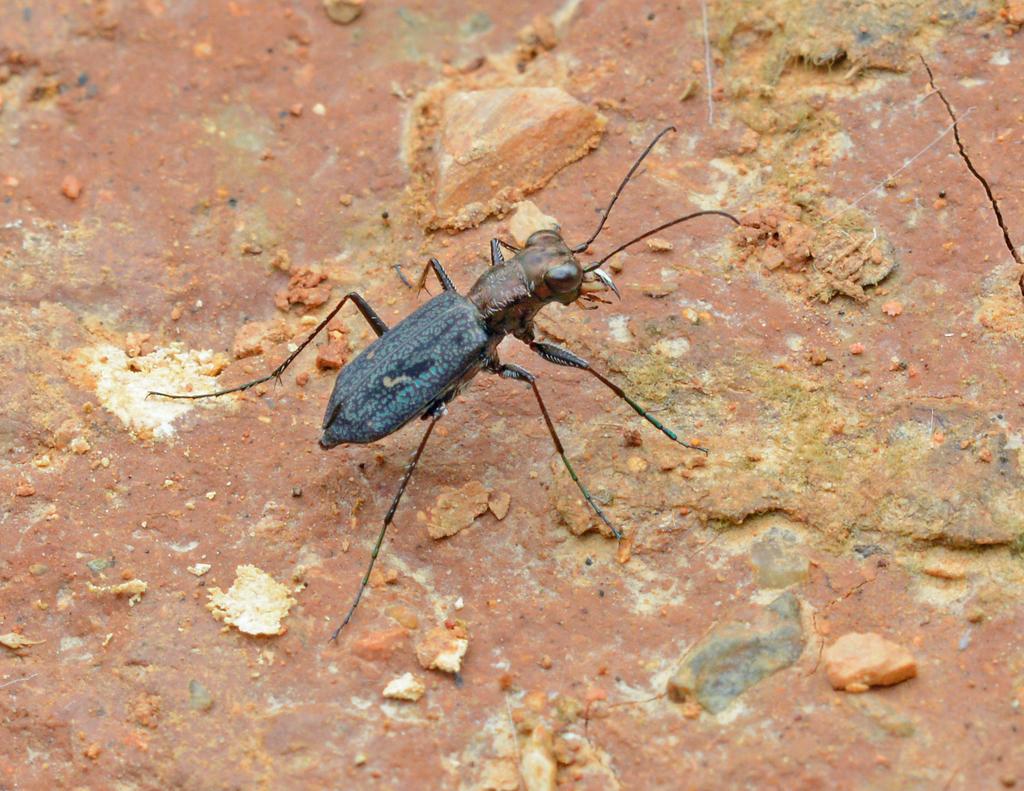 Brasiella argentata