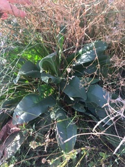 Limonium platyphyllum