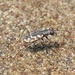 Cicindela carthagena carthagena - Photo (c) Giff Beaton, some rights reserved (CC BY-NC), uploaded by Giff Beaton