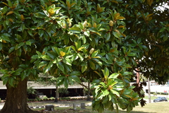 Magnolia grandiflora