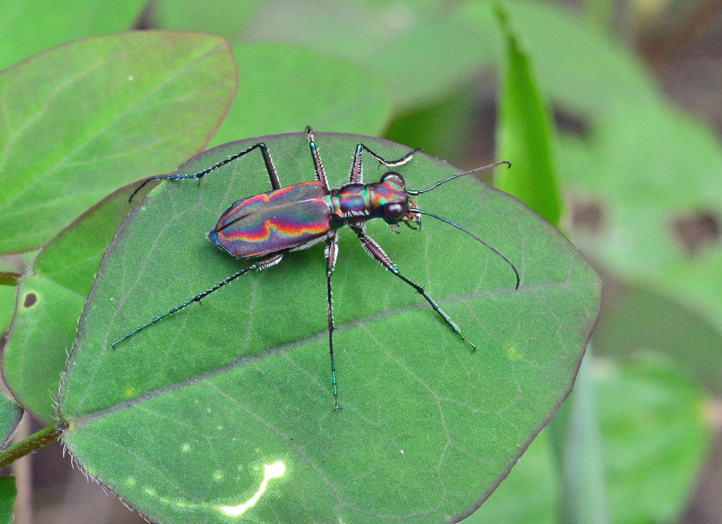 vasseletii Species Group
