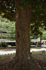 Magnolia grandiflora