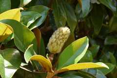 Magnolia grandiflora