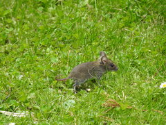 Apodemus flavicollis