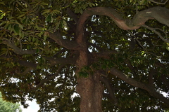 Magnolia grandiflora