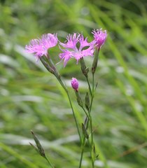 Dianthus superbus superbus