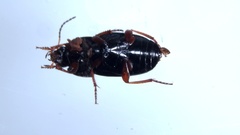 Amara familiaris