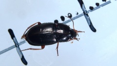 Amara familiaris