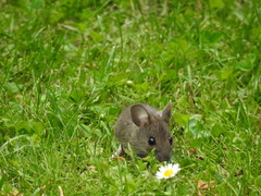Apodemus flavicollis