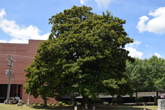 Magnolia grandiflora