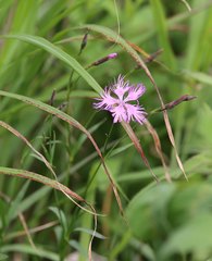Dianthus superbus superbus