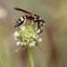 Flat-collared Beewolf - Photo (c) Lois Posey, some rights reserved (CC BY-NC), uploaded by Lois Posey
