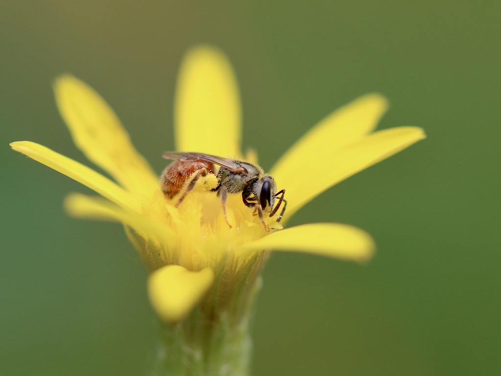 Lasioglossum nymphale