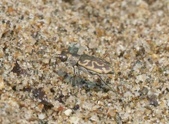 Cylindera suturalis