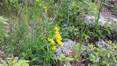 Packera schweinitziana