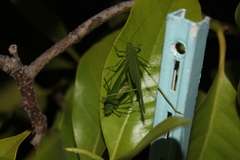 Phaneroptera nana