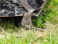Apodemus flavicollis