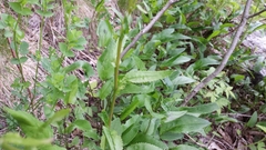 Packera schweinitziana