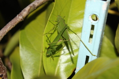 Phaneroptera nana
