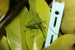 Phaneroptera nana