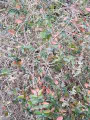 Abelia × grandiflora